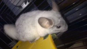 Шиншиллы - WP_20140915_18_27_31_Pro.jpg