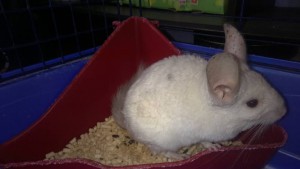 Шиншиллы - WP_20140915_18_27_40_Pro.jpg