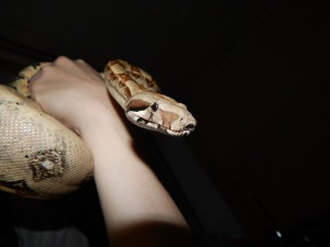 приручаю змей НЕЯДОВИТЫХ - nlmORTKVs8o.jpg